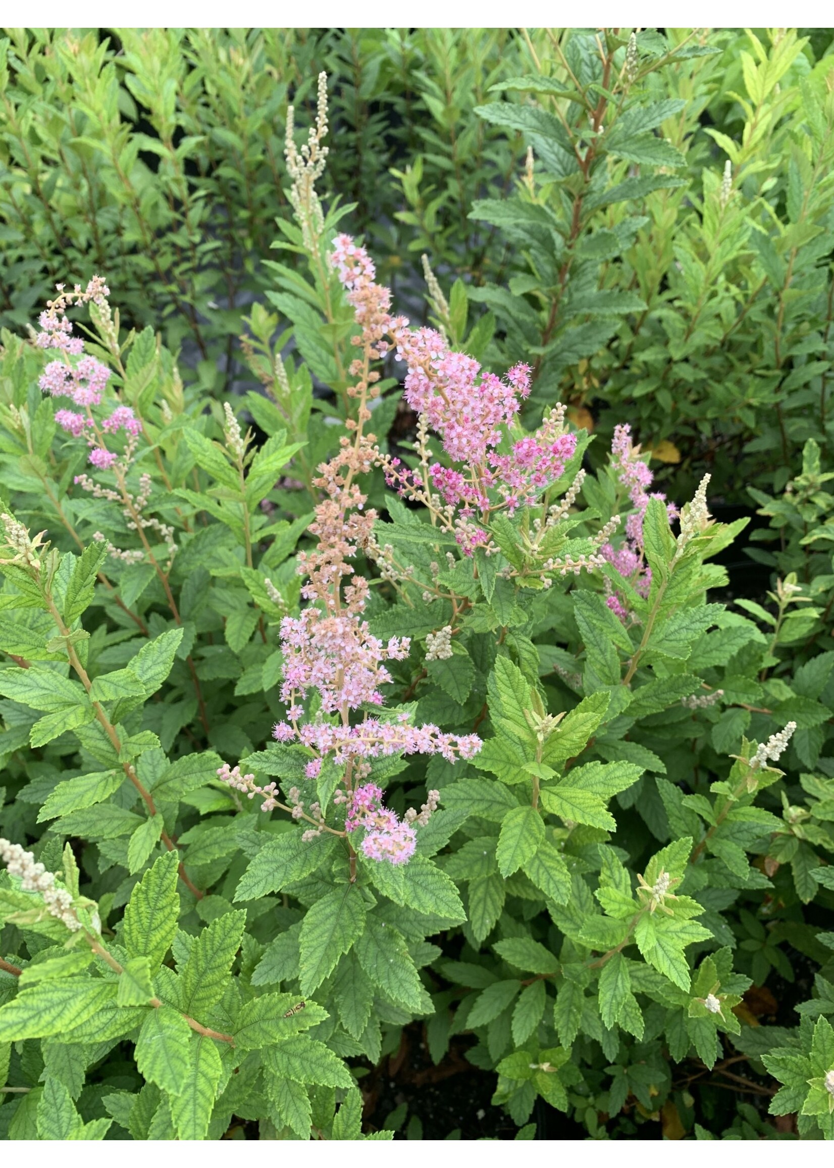 Spirea tomentosa, Steeplebush #3