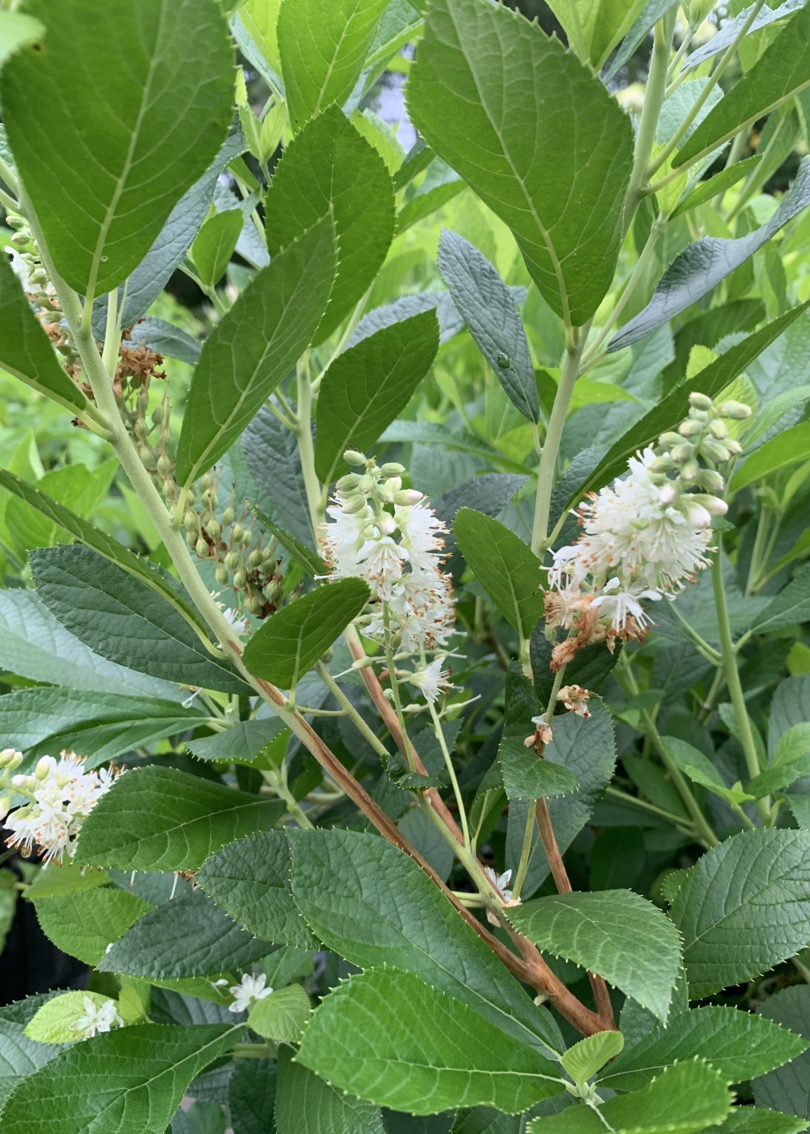 clethra alnifolia summersweet