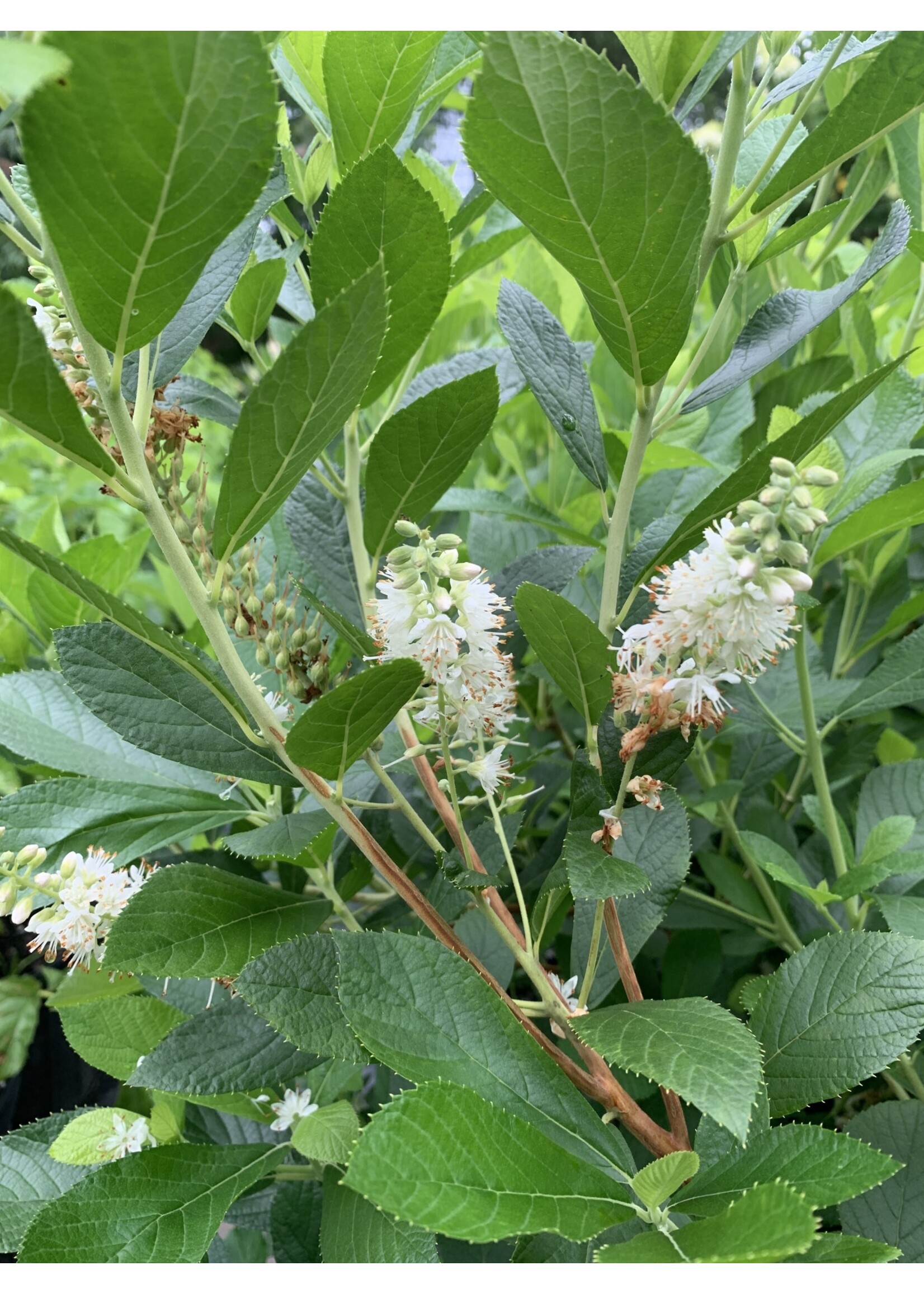 Clethra alnifolia, Summersweet, #3