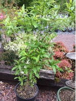Chionanthus virginicus Fringetree - White, #7