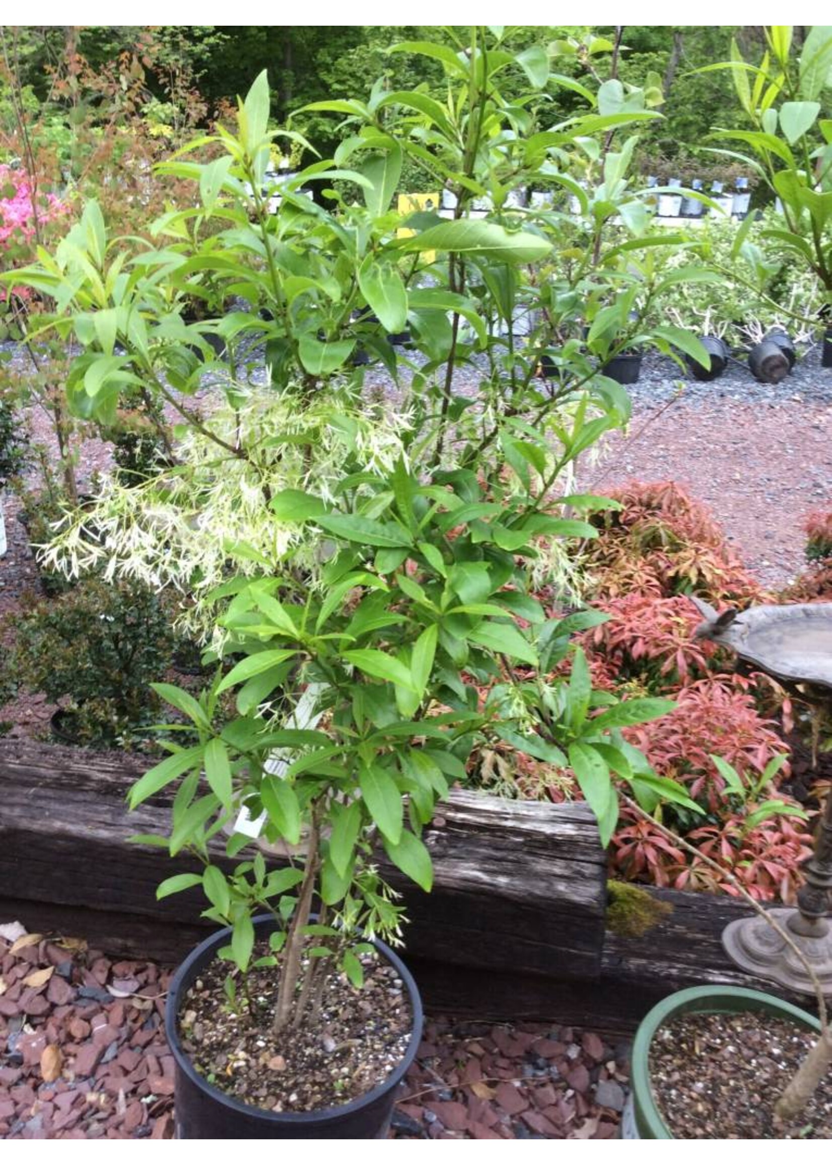 Chionanthus virginicus Fringetree - White, #7