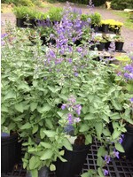 Nepeta x Walker's Low Catmint #1