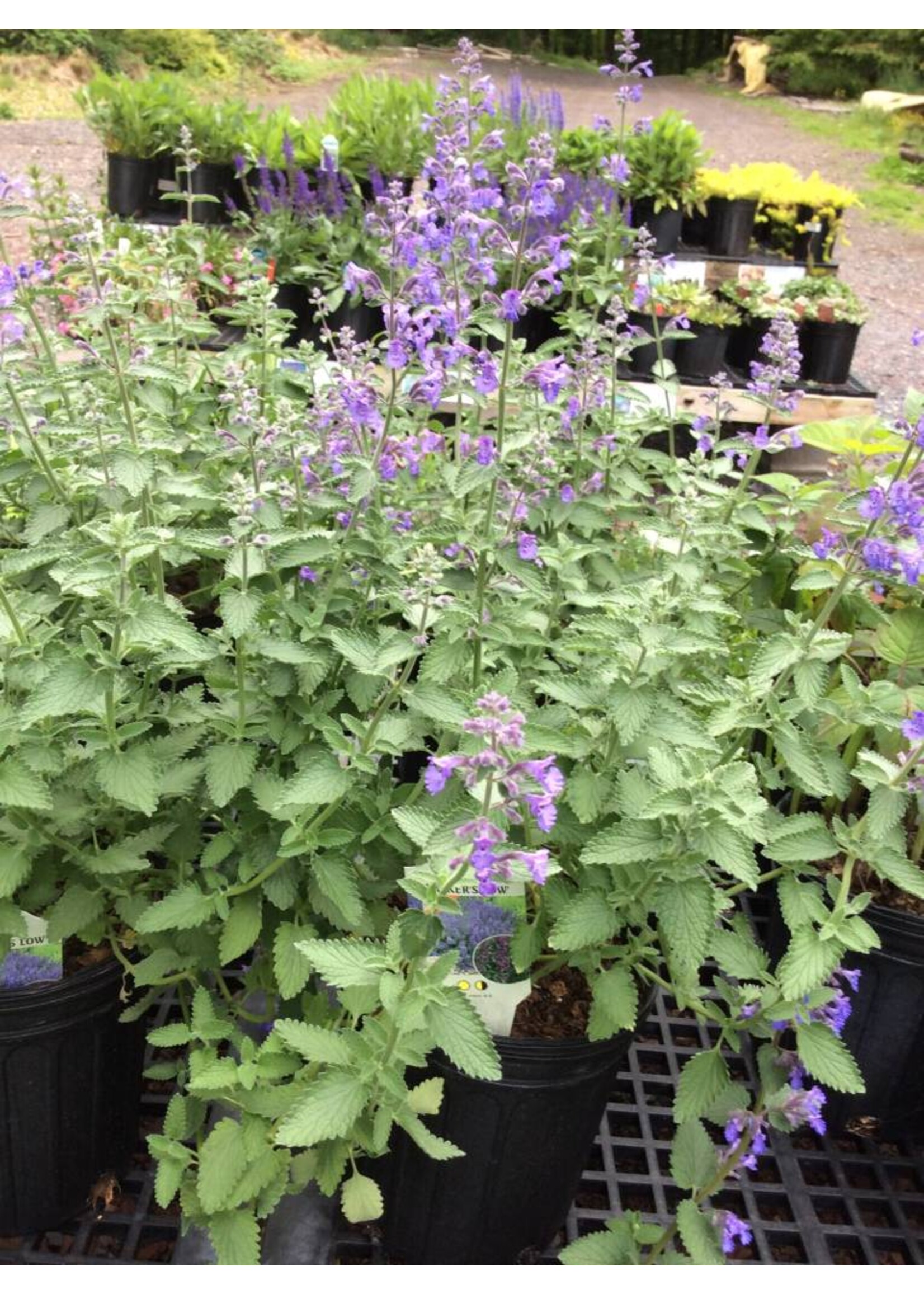 Nepeta x Walker's Low Catmint #1