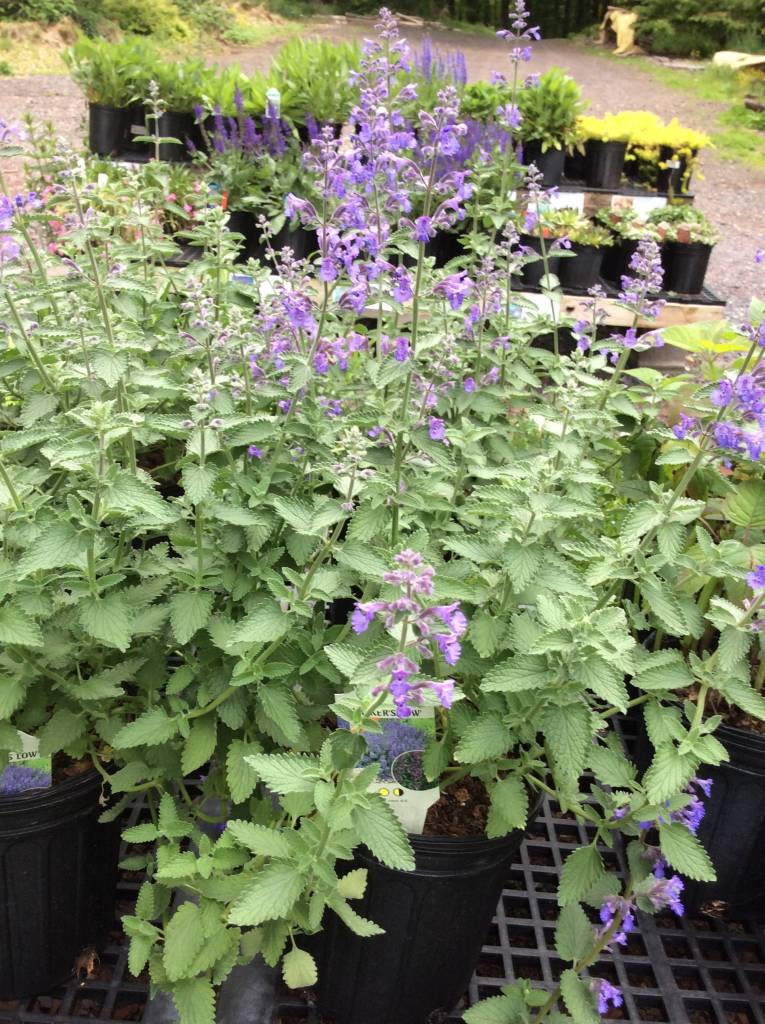 Nepeta x Walker's Low Catmint, Walker's Low, 1 Behmerwald Nursery