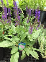 Perennial Plant of the Year Salvia nem. May Night Sage - Meadow, May Night, #1
