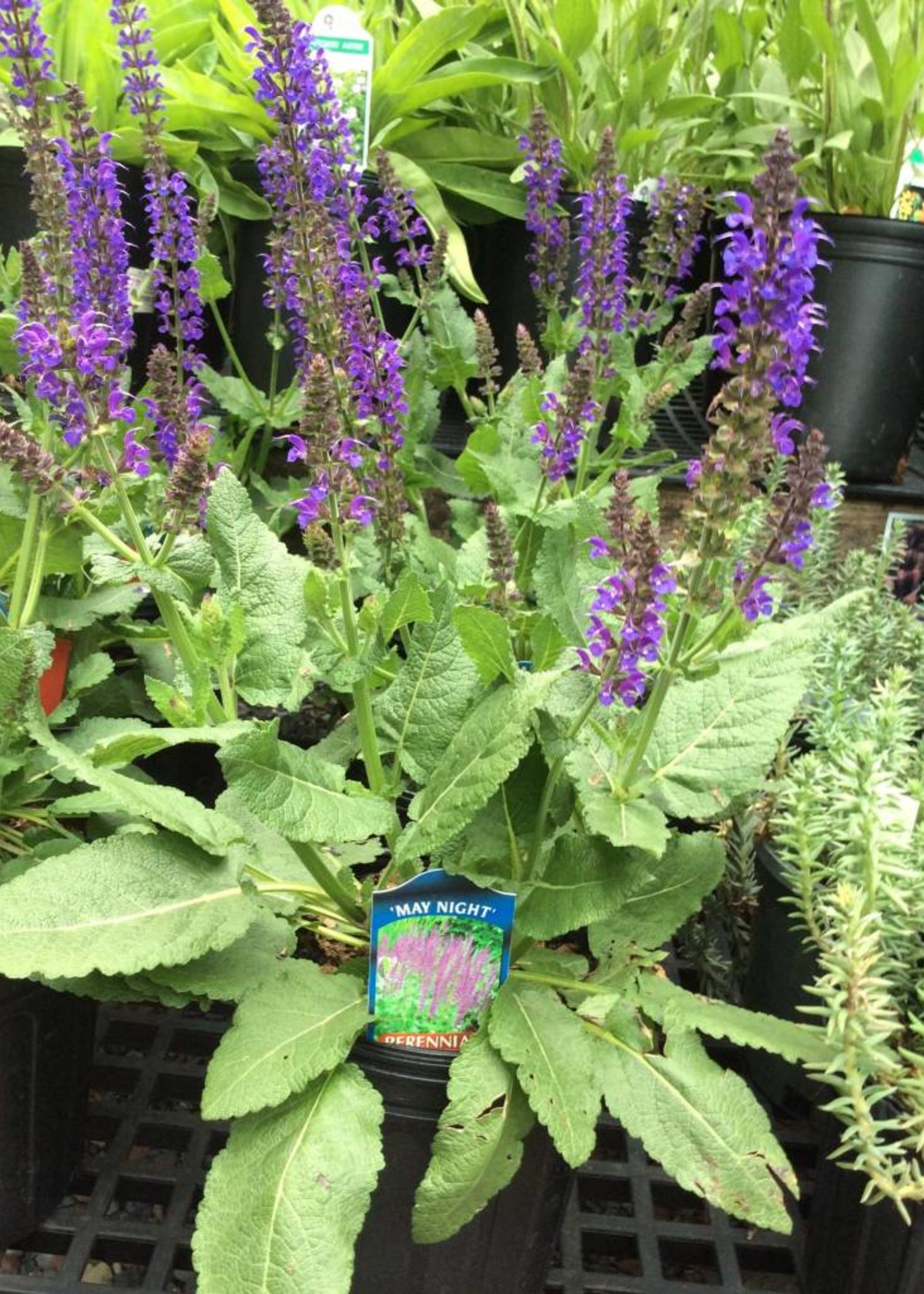 Perennial Plant of the Year Salvia nem. May Night Sage - Meadow, May Night, #1