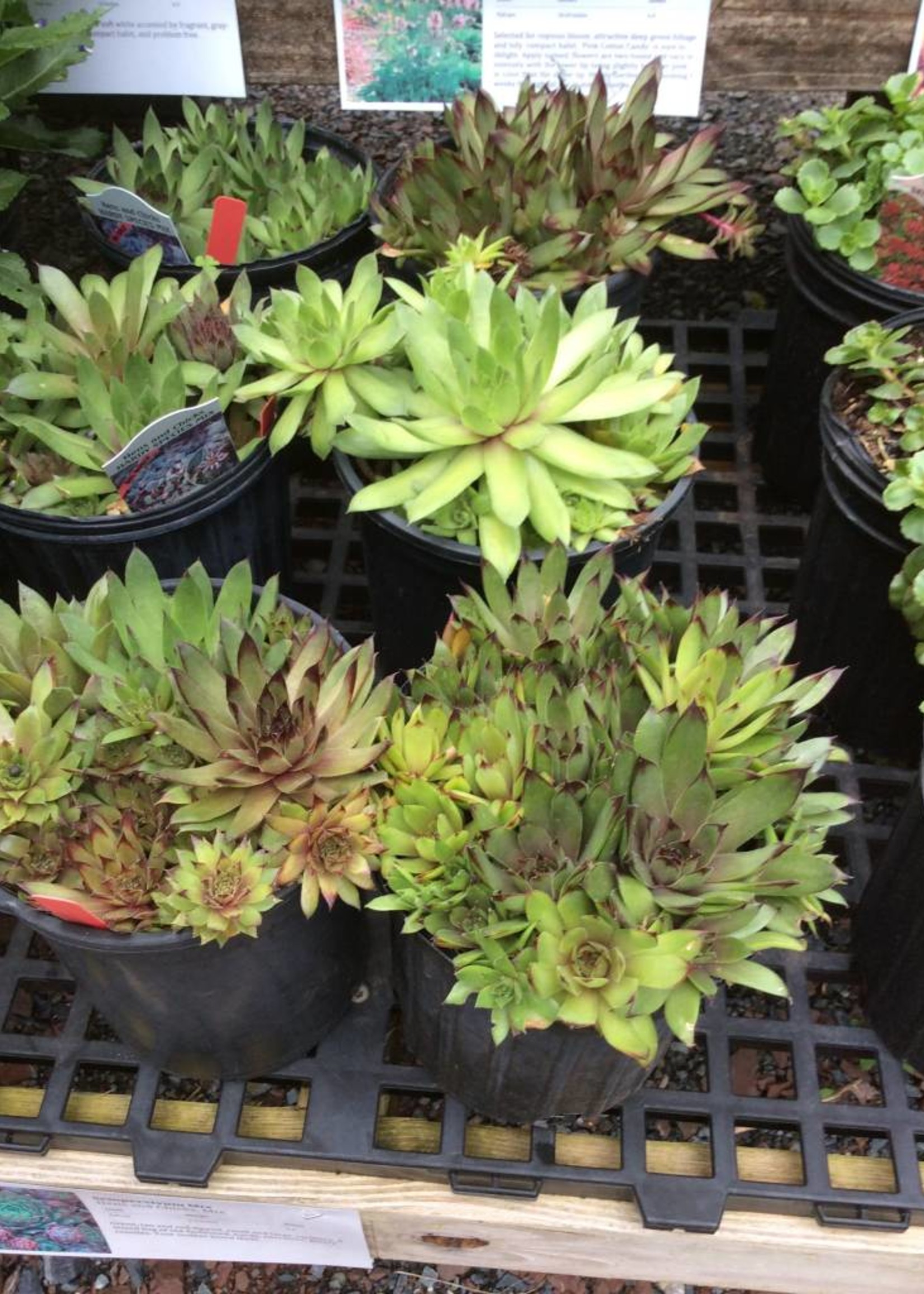 Sempervivum Hot Mix Hens and Chicks, Mix, #1