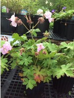 Geranium macrorrhizum Geranium, Bigroot Ingwersens variety, #1