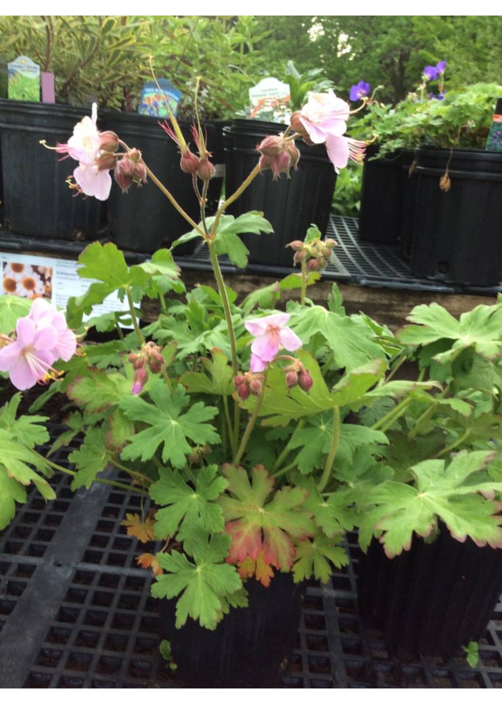 Geranium macrorrhizum Geranium, Bigroot Ingwersens variety, #1