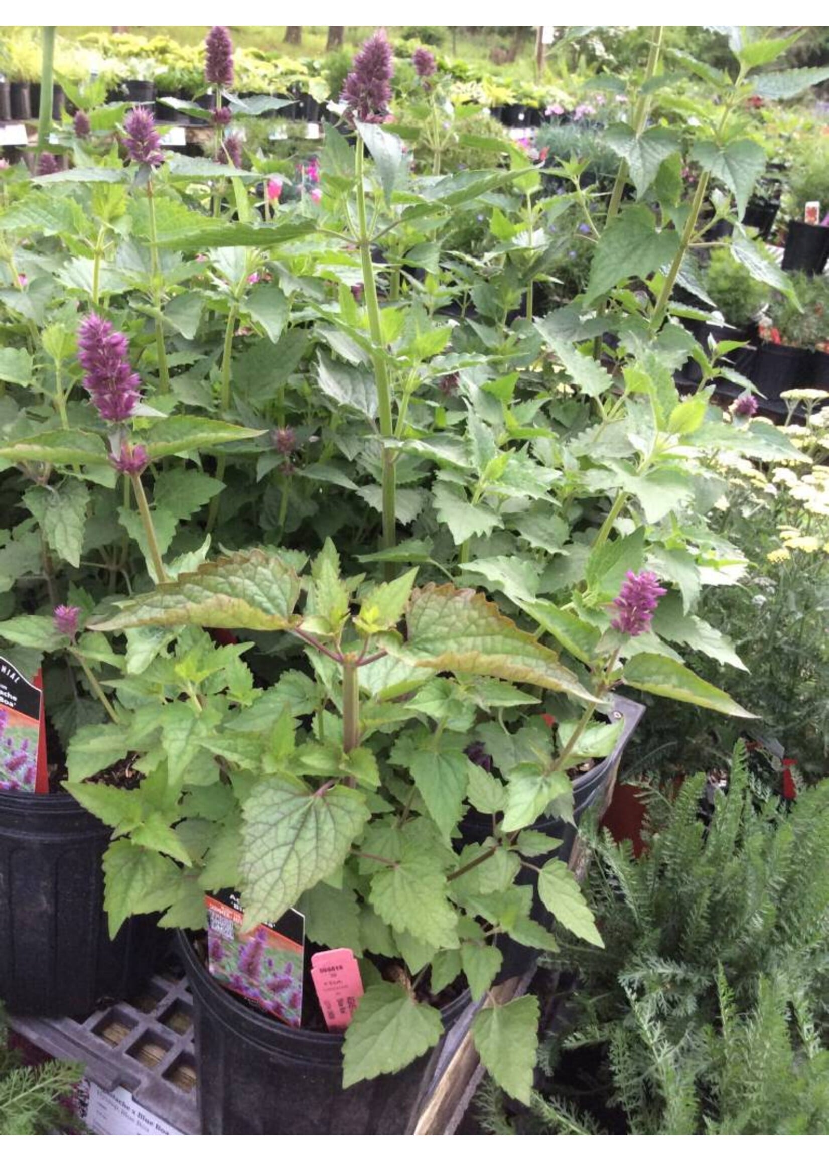 Agastache Blue Boa, Hyssop #1