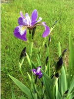 Iris versicolor, Blue Flag Iris #1 container
