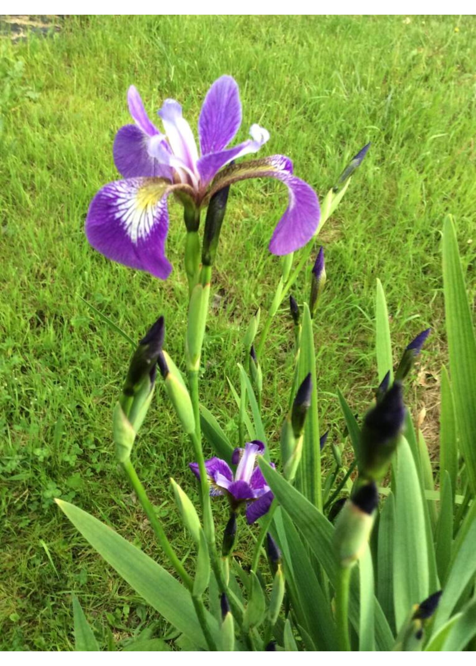 Iris versicolor, Blue Flag Iris #1 container