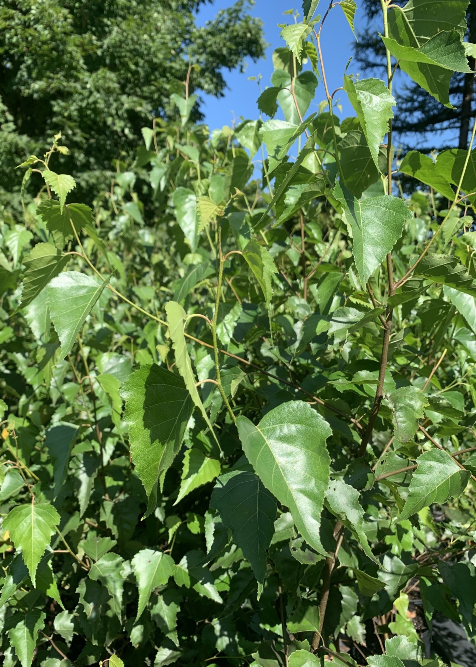 Is Birch Bark Poisonous To Dogs