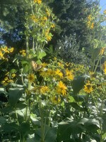 Silphium perfoliatum, Cup Plant #1 Container