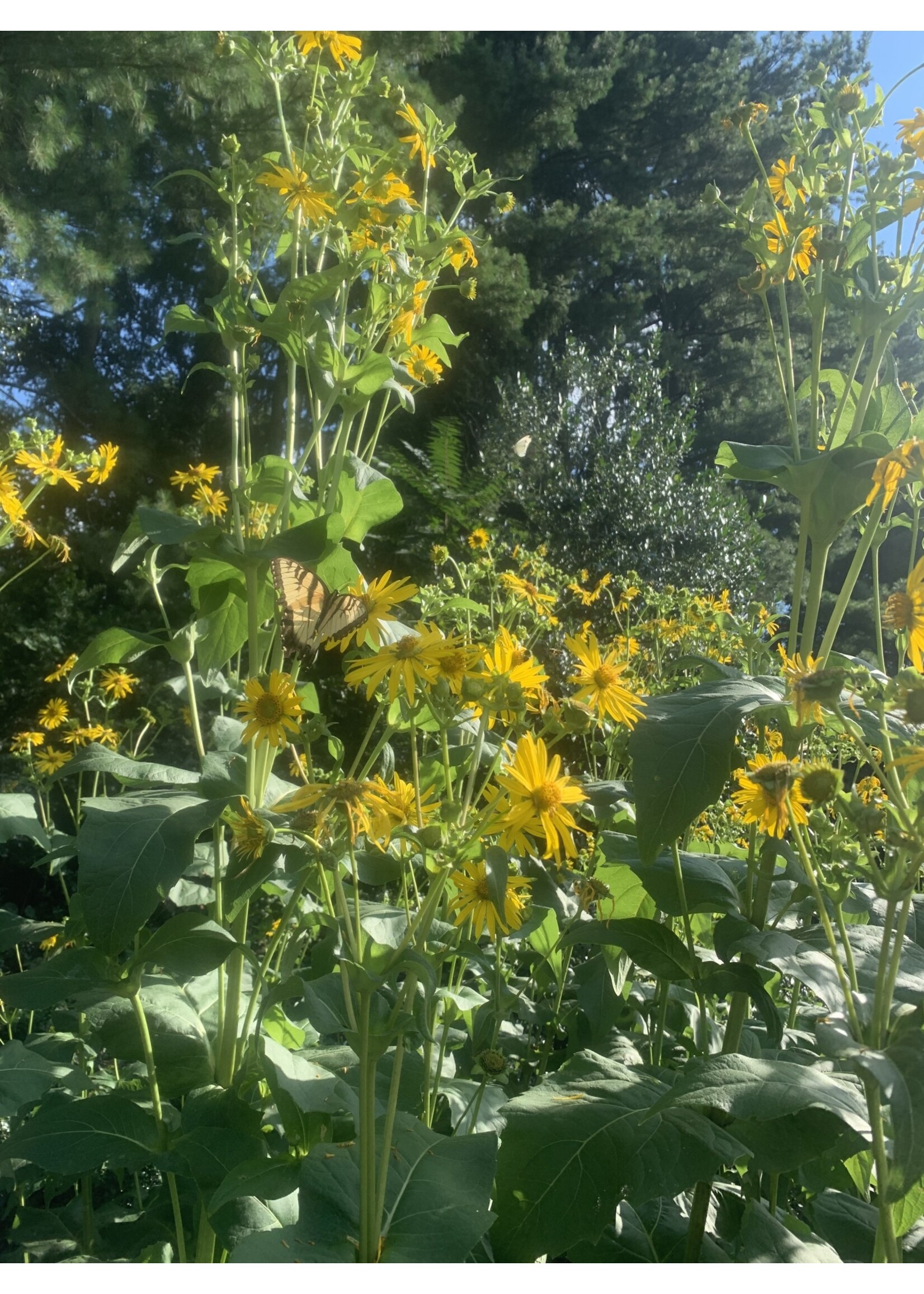Silphium perfoliatum, Cup Plant #1 Container