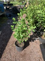 Alnus serrulata, Hazel alder or smooth alder #3 container