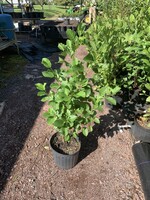 Rain Garden Alnus serrulata, Hazel alder or smooth alder #3 container