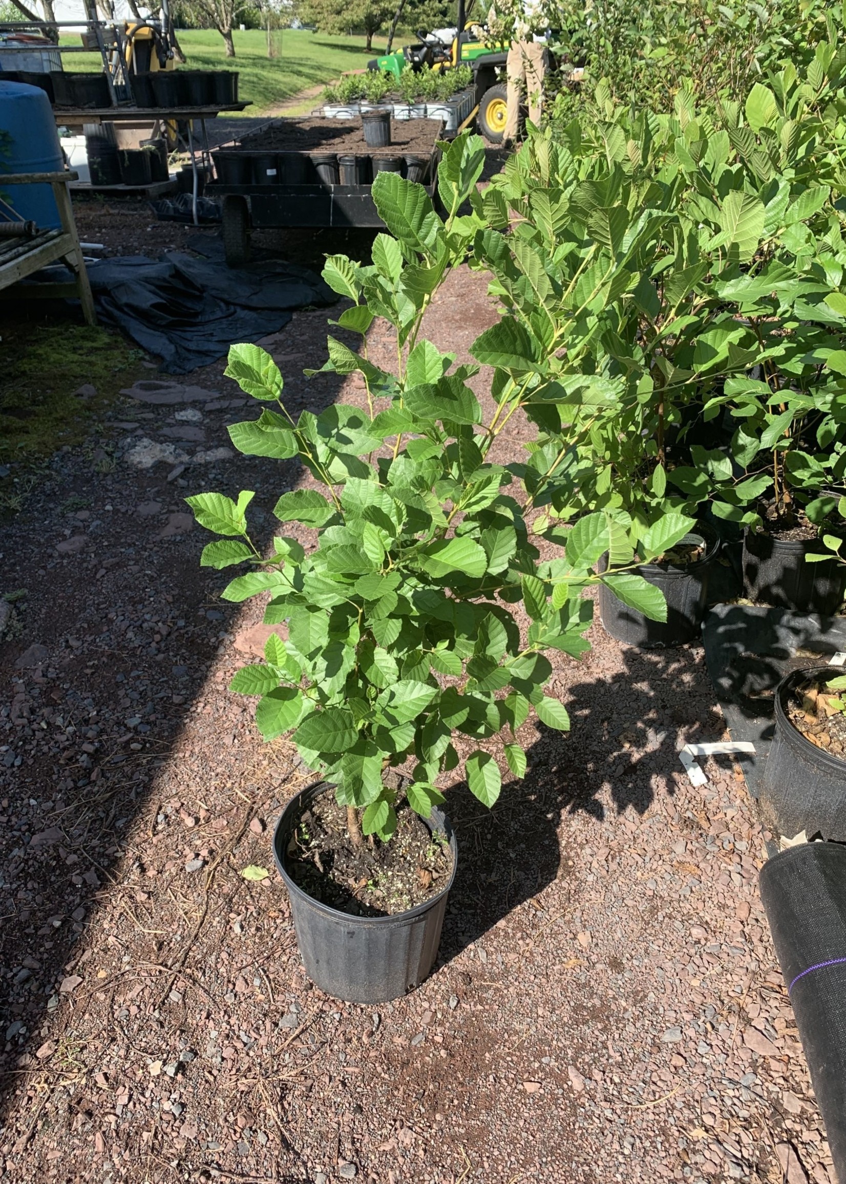 Spring Bloom Alnus serrulata, Hazel alder or smooth alder #3 container