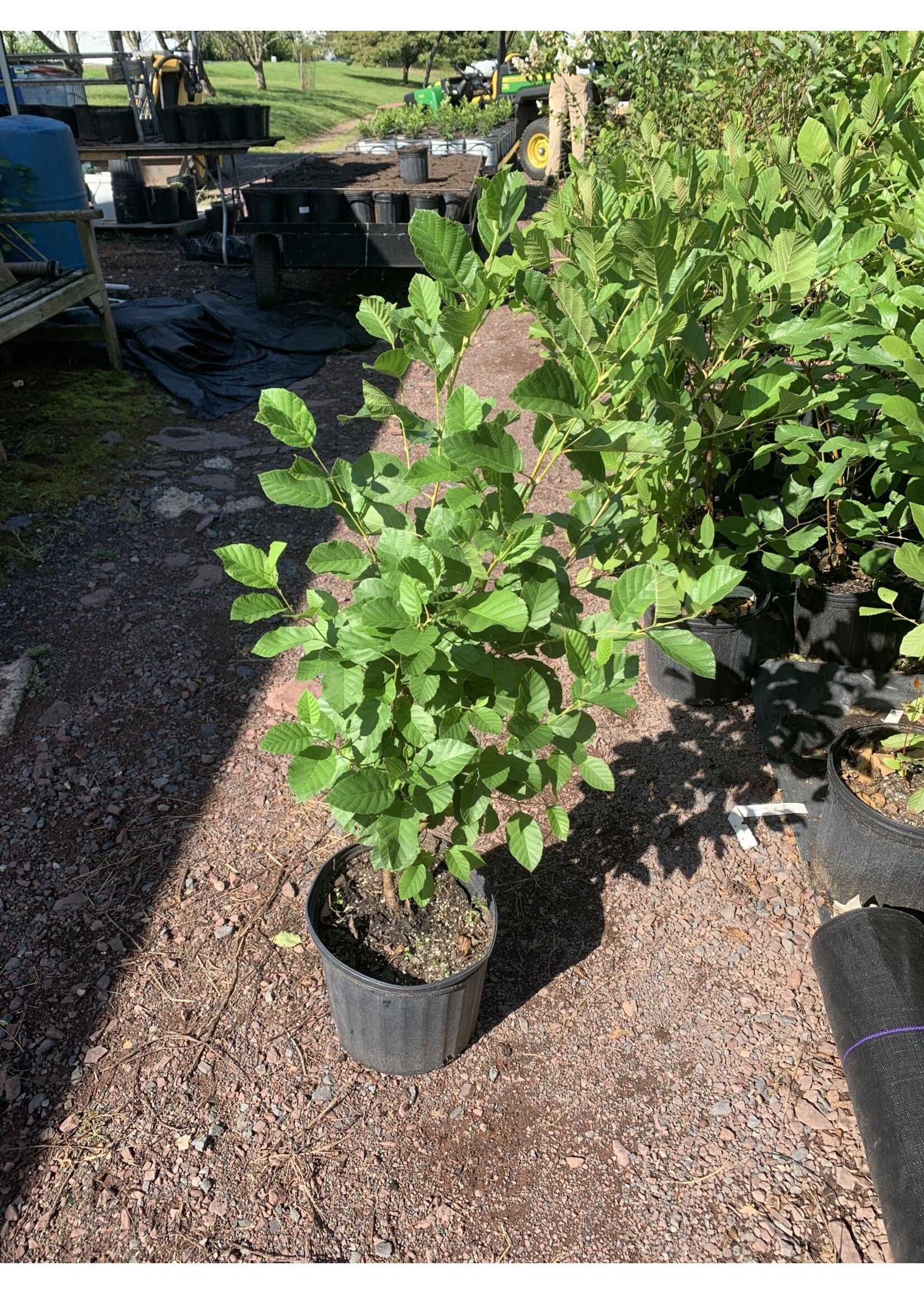 Alnus serrulata, Hazel alder or smooth alder #3 container
