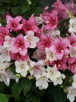 Weigela florida Czechmark Trilogy, #3