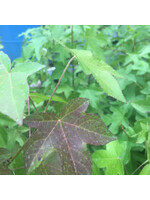 Liquidambar styrac. Sweetgum, #3