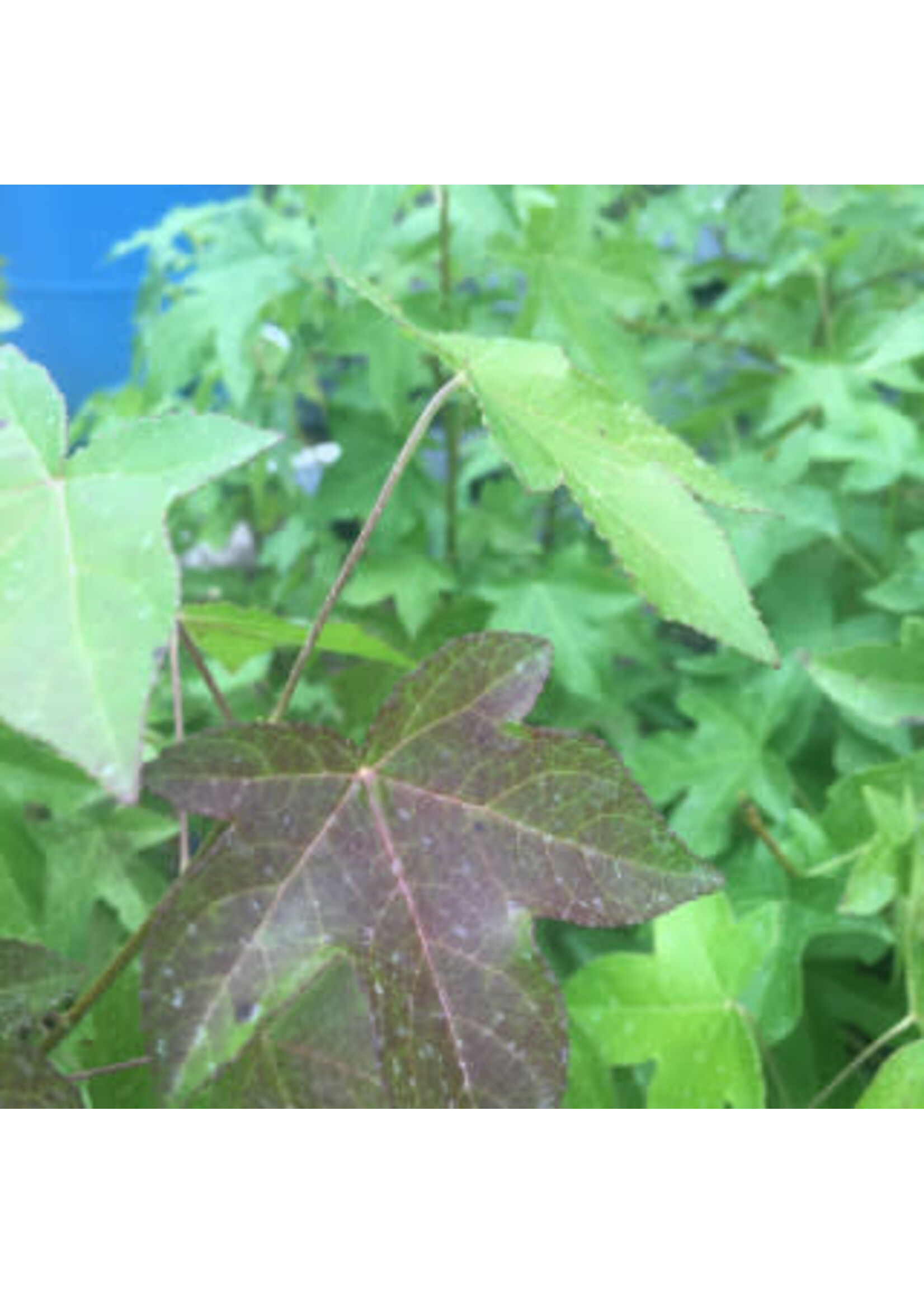 Liquidambar styrac. Sweetgum, #3