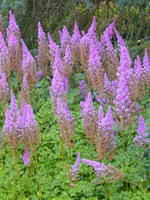 Astilbe Purple Candles Astilbe, Purple Candles, #1