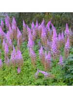 Astilbe Purple Candles Astilbe, Purple Candles, #1