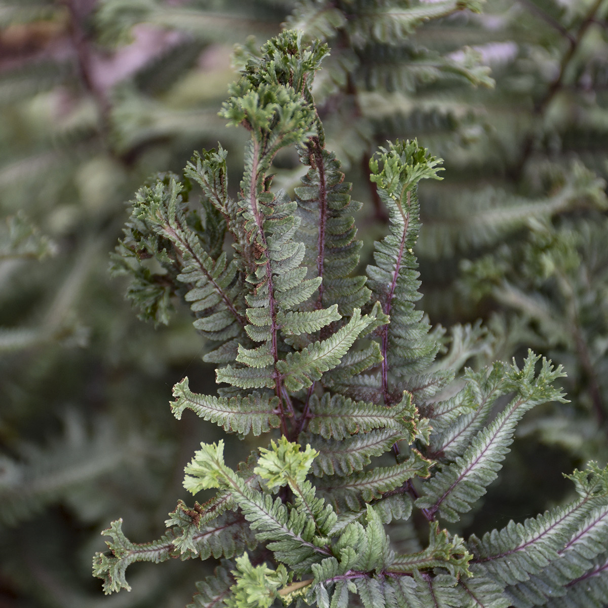 Crested Surf Fern