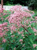 Eupatorium mac. Gateway Joe Pye Weed, Gateway, #1