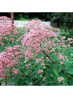Eupatorium mac. Gateway Joe Pye Weed, Gateway, #1