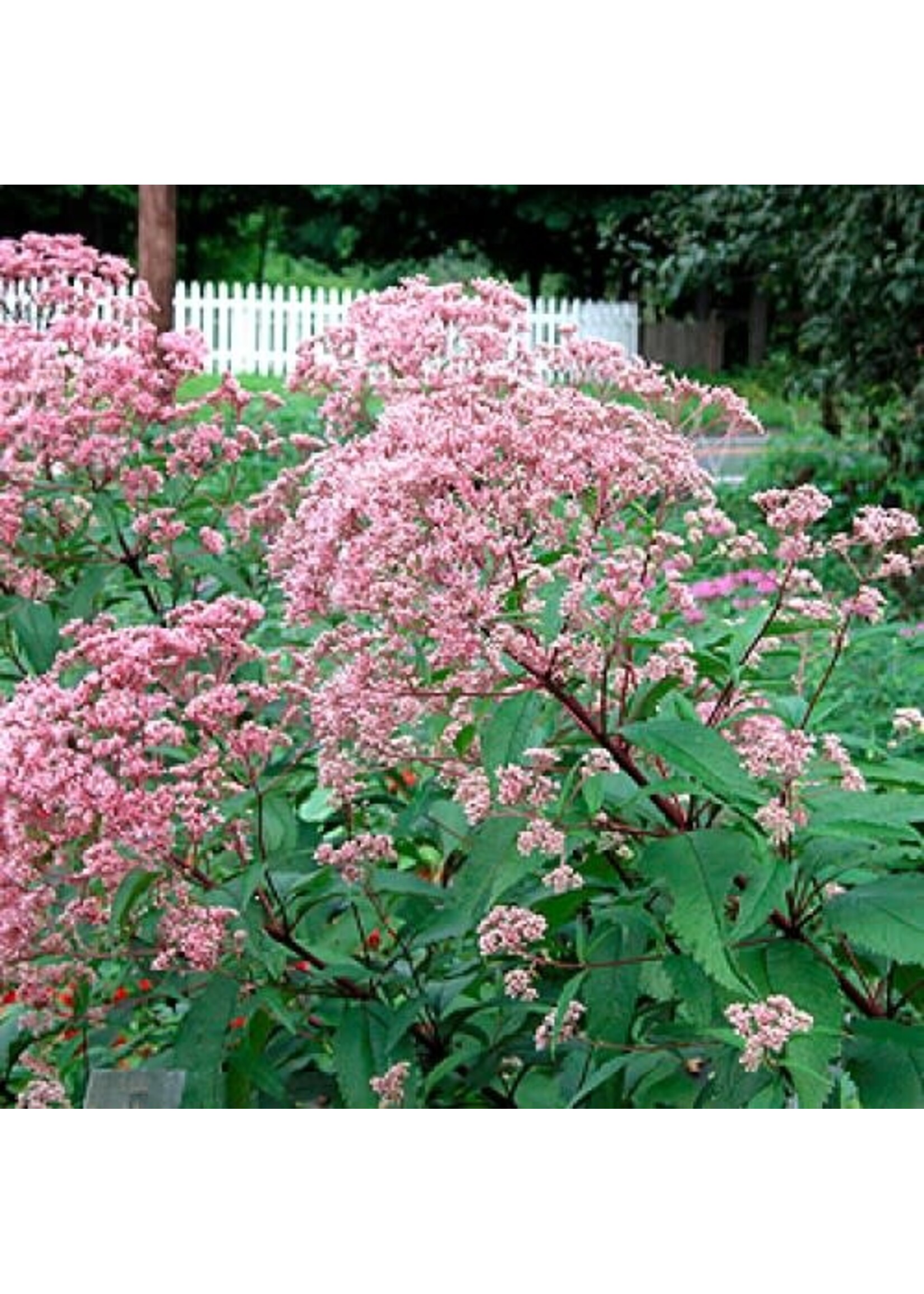 Eupatorium mac. Gateway Joe Pye Weed, Gateway, #1
