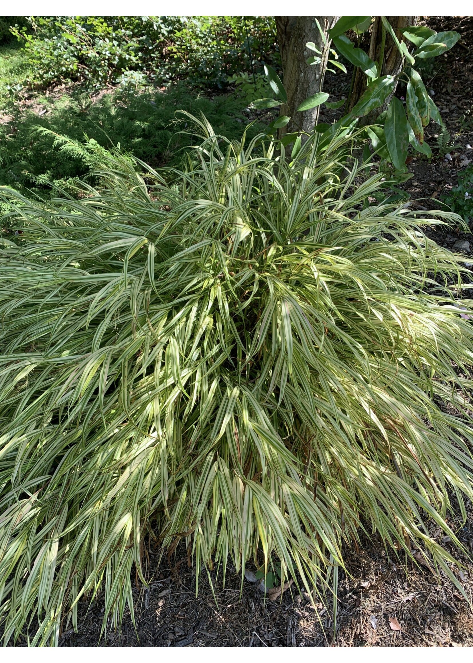 Hakonechloa mac. Aureola Grass- Ornamental Japanese Forest Grass