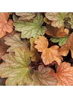 Heuchera carnival Watermelon Coral Bells, #1