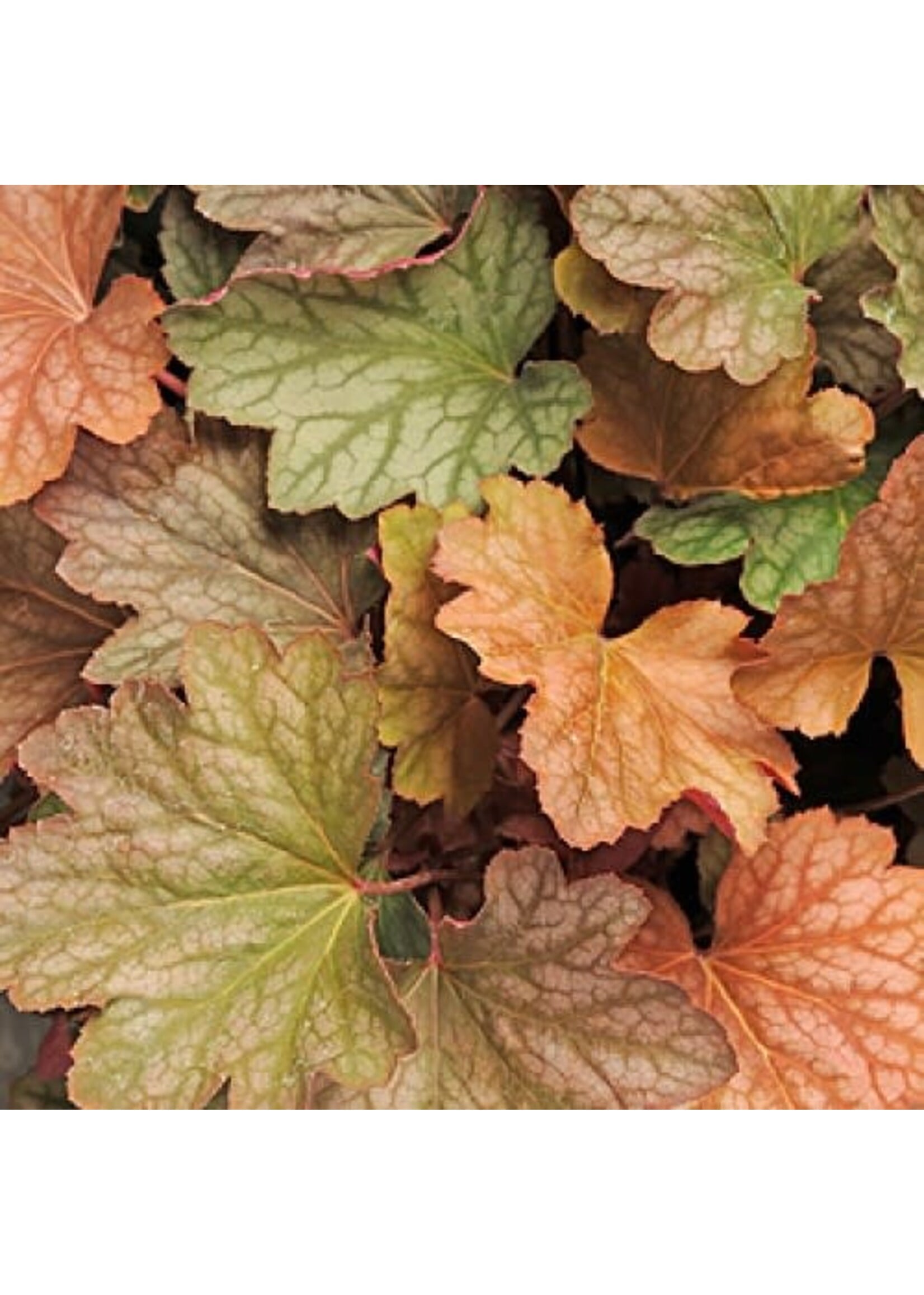 Heuchera carnival Watermelon Coral Bells, #1