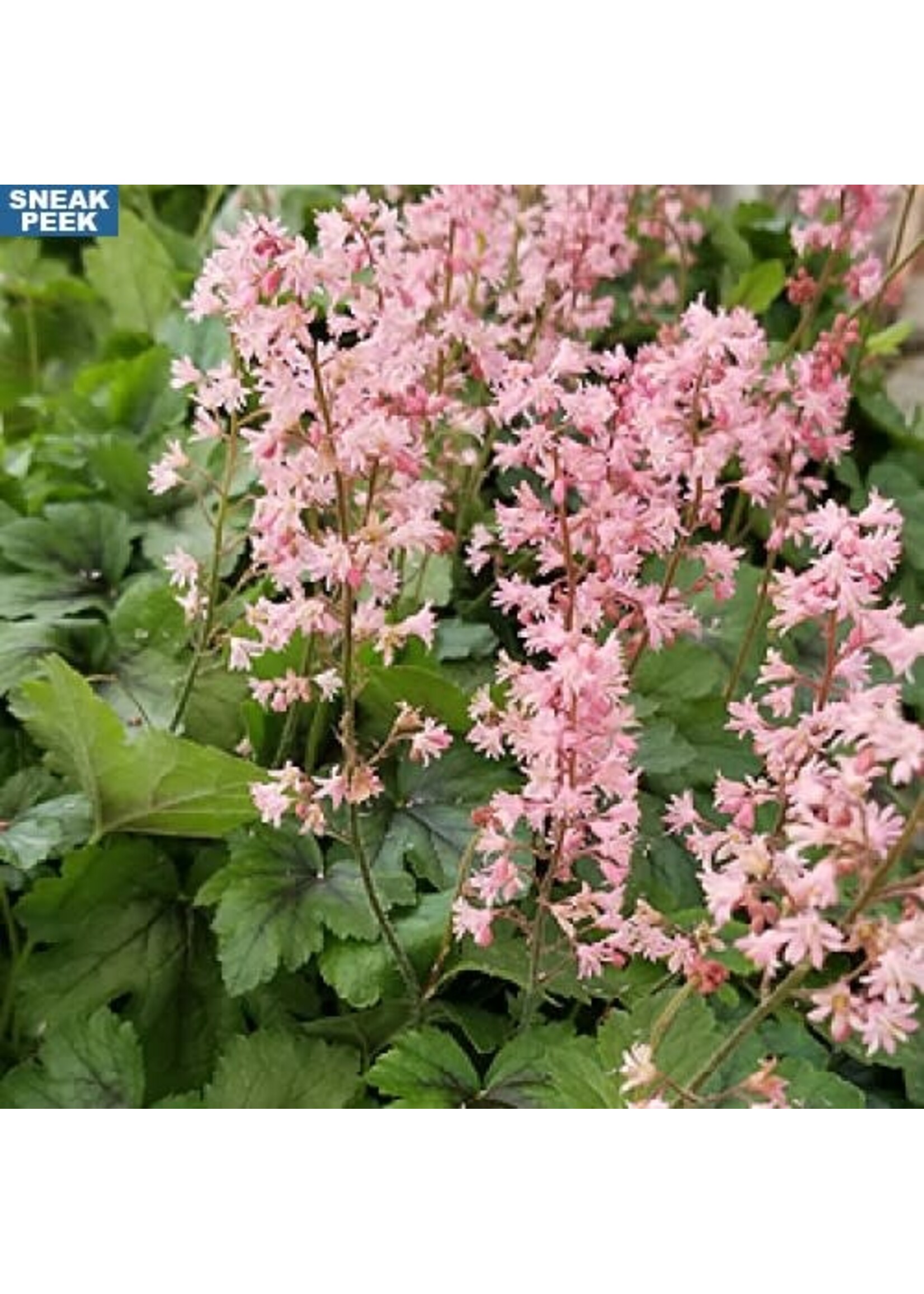 Heucherella Pink Revolution Foamy Bells, #1