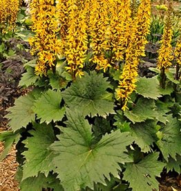 Perennials Behmerwald Nursery