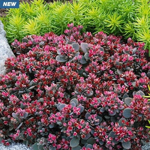 Sedoro Sunsparkler Blue Elf 1 Behmerwald Nursery