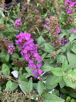 Buddleia Miss Violet Butterfly Bush, Miss Violet, #3