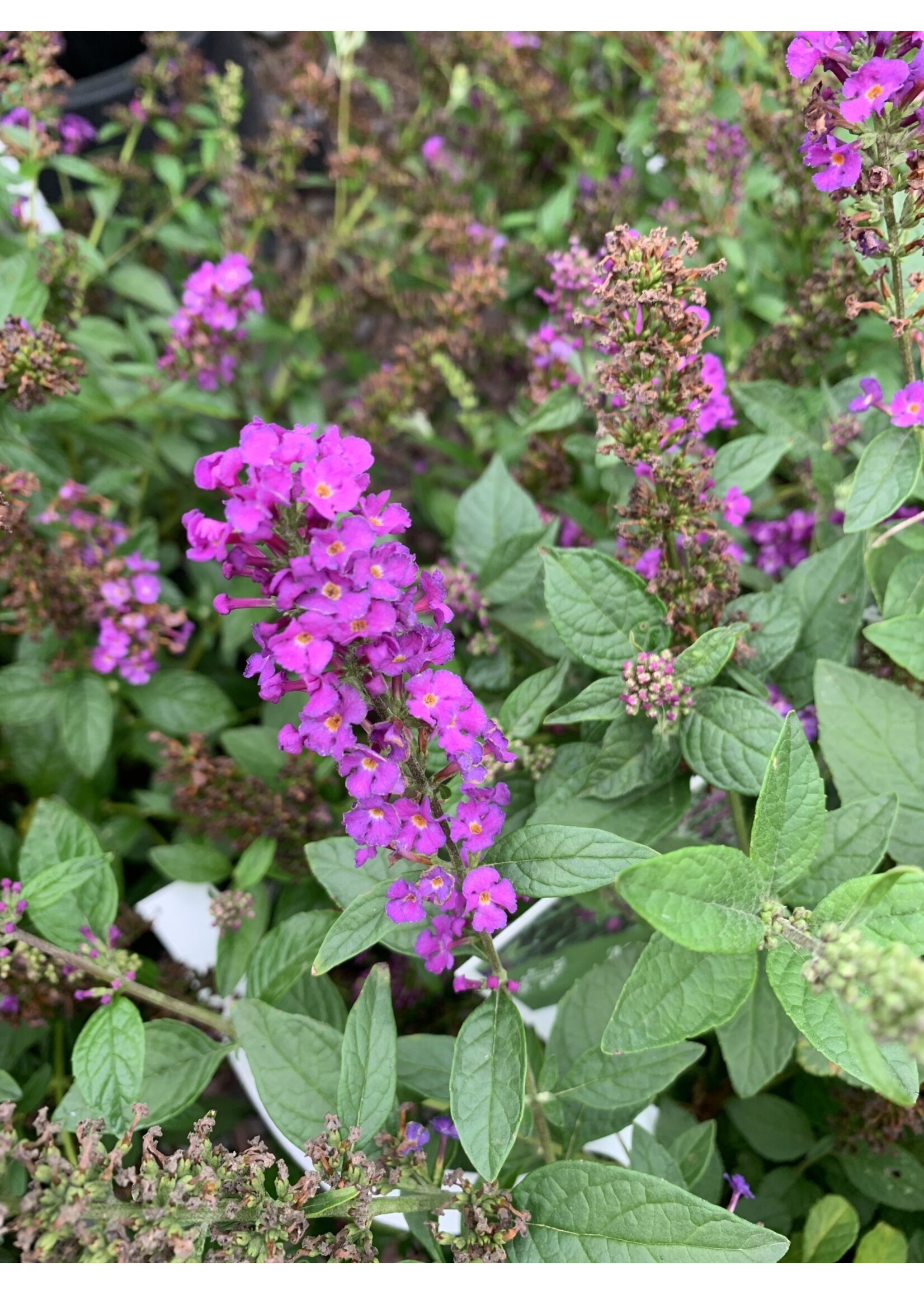 Buddleia Miss Violet Butterfly Bush, Miss Violet, #3