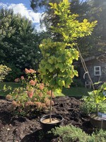 Cercis can. The Rising Sun Redbud - Eastern The Rising Sun, #10