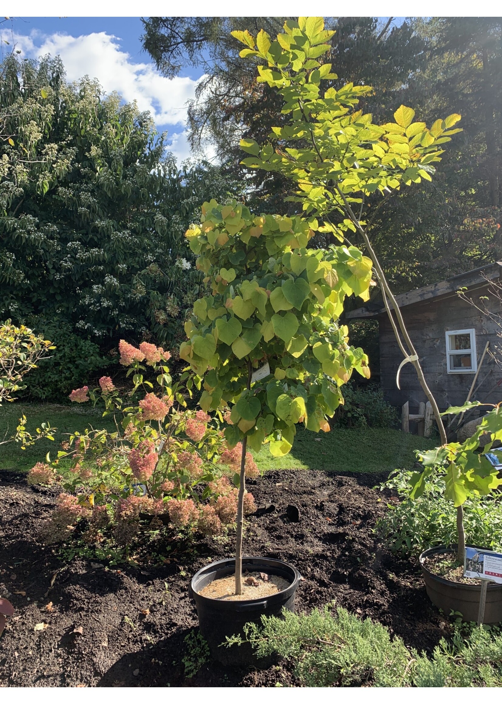 Cercis can. The Rising Sun Redbud - Eastern The Rising Sun, #10