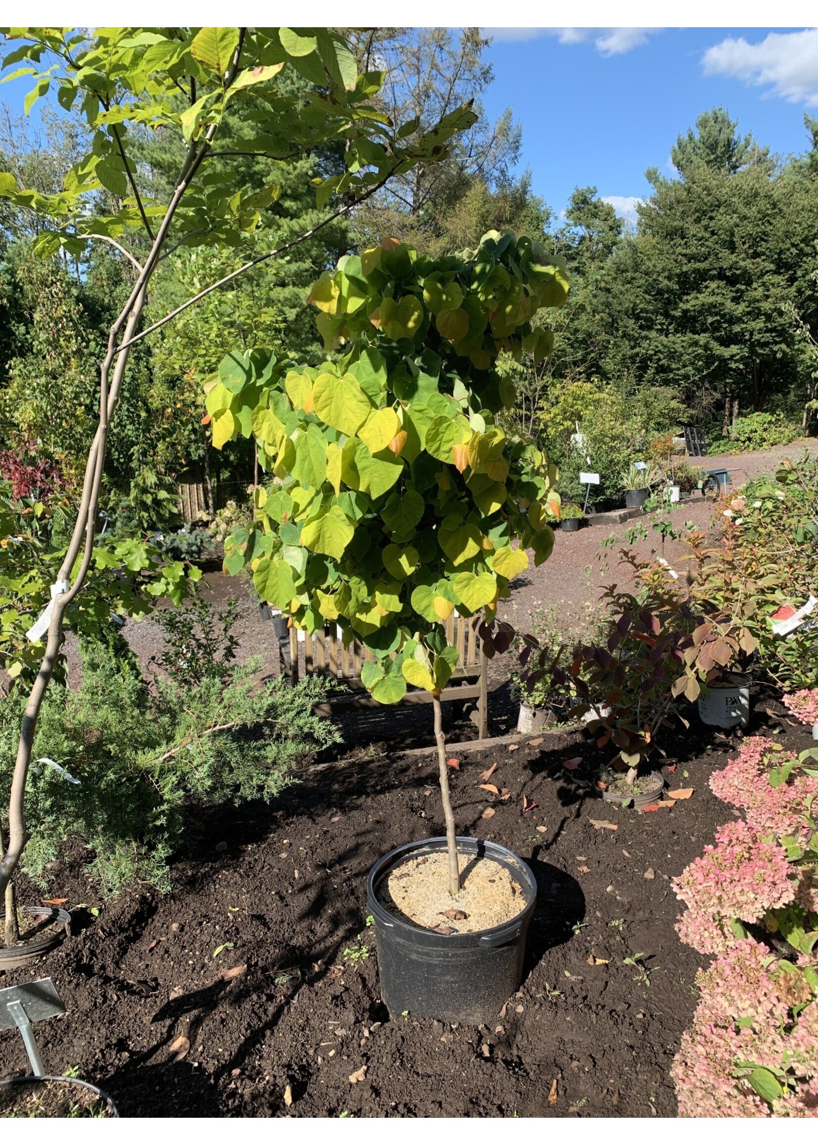 Cercis can. The Rising Sun Redbud - Eastern The Rising Sun, #10