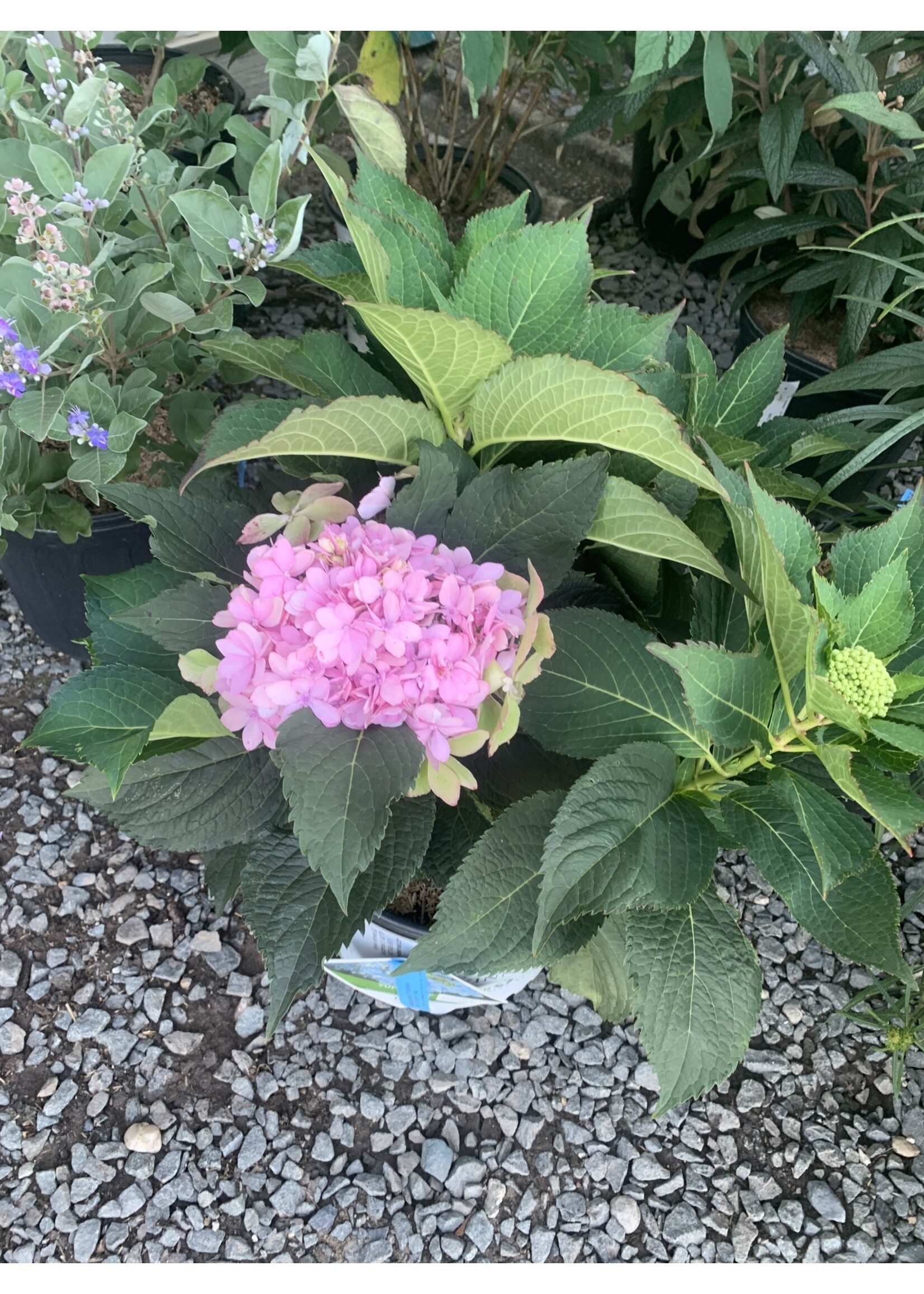 Hydrangea Serrata Tuff Stuff Ah-HA