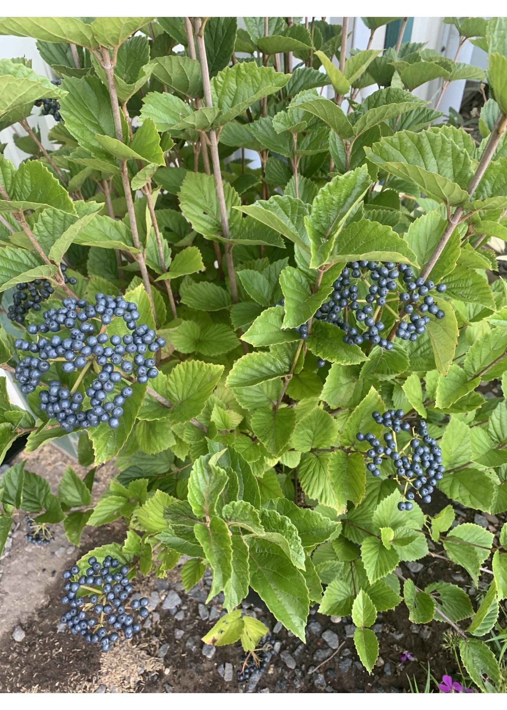 Viburnum dentatum Synnestvedt- Chicago Lustre Viburnum, #3