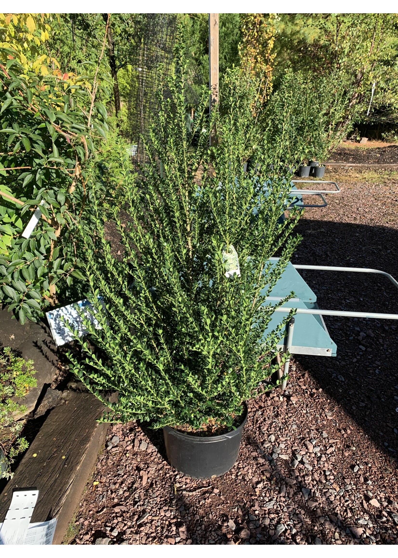 Ilex crenata Steeds Holly - Japanese, Steeds, #5