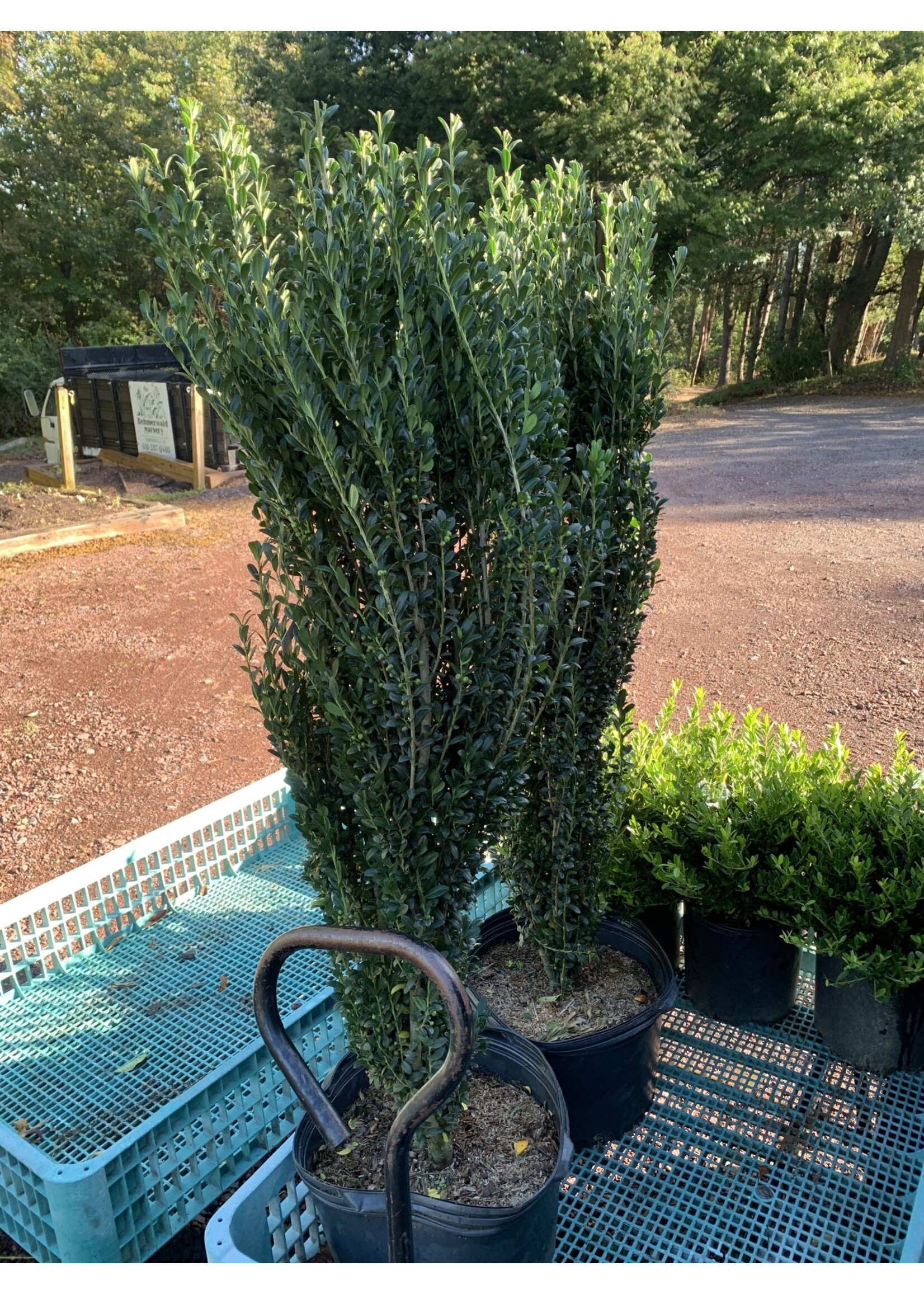 Ilex crenata Sky Pencil Holly - Japanese, Sky Pencil, #5