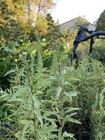 Rain Garden Spirea Alba Meadowsweet, #3