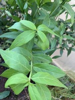 Euonymus Americanus, Strawberry bush #5