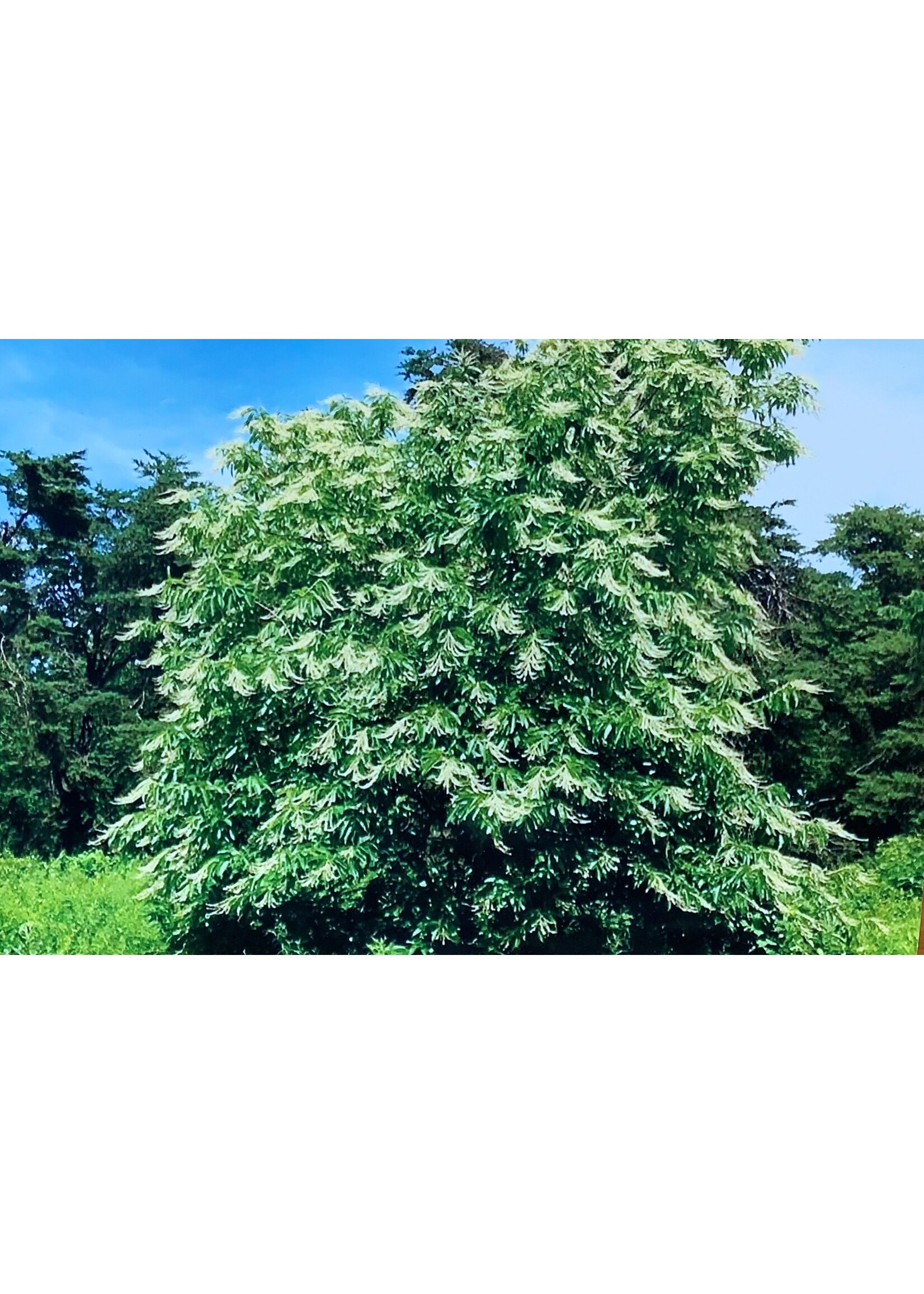 Oxydendrum arboreum Sourwood, #3
